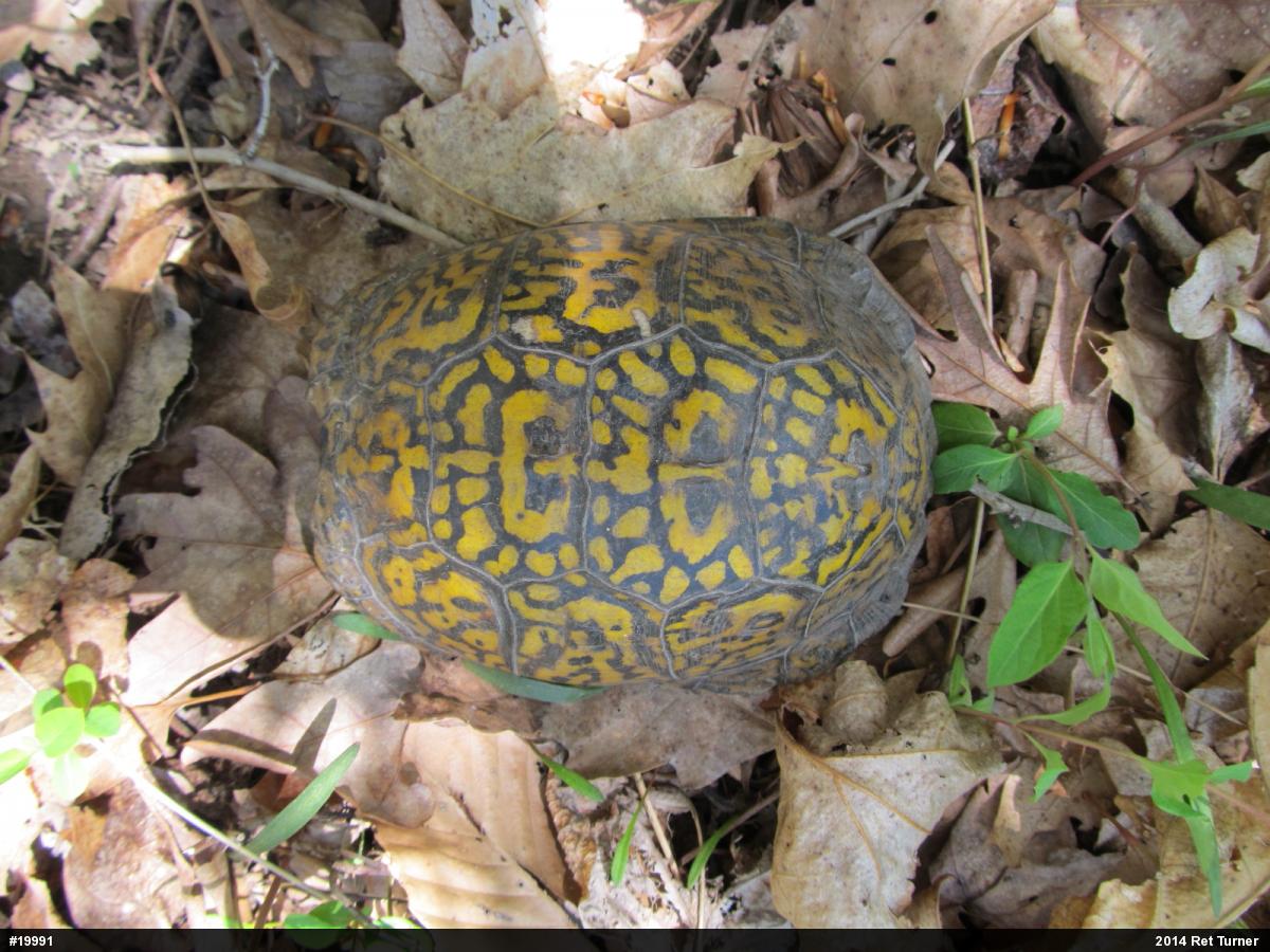 Eastern Box Turtle