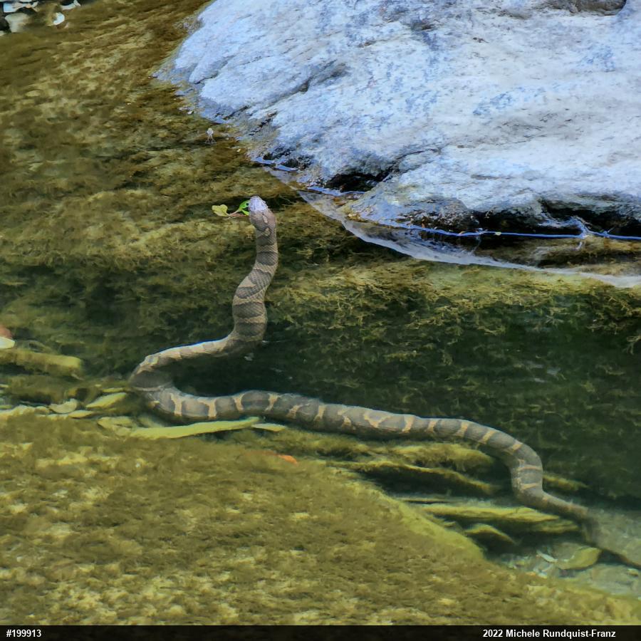 Northern Watersnake