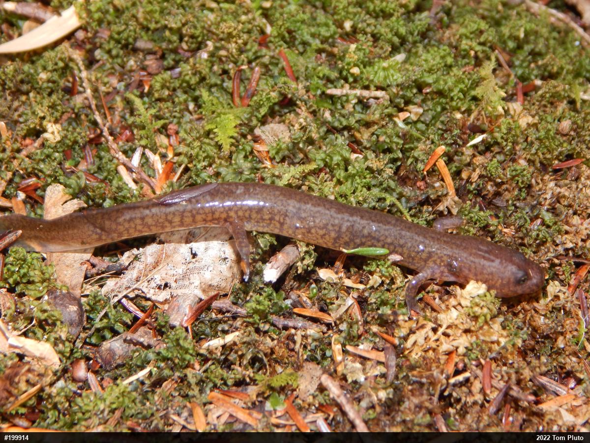 Northern Spring Salamander