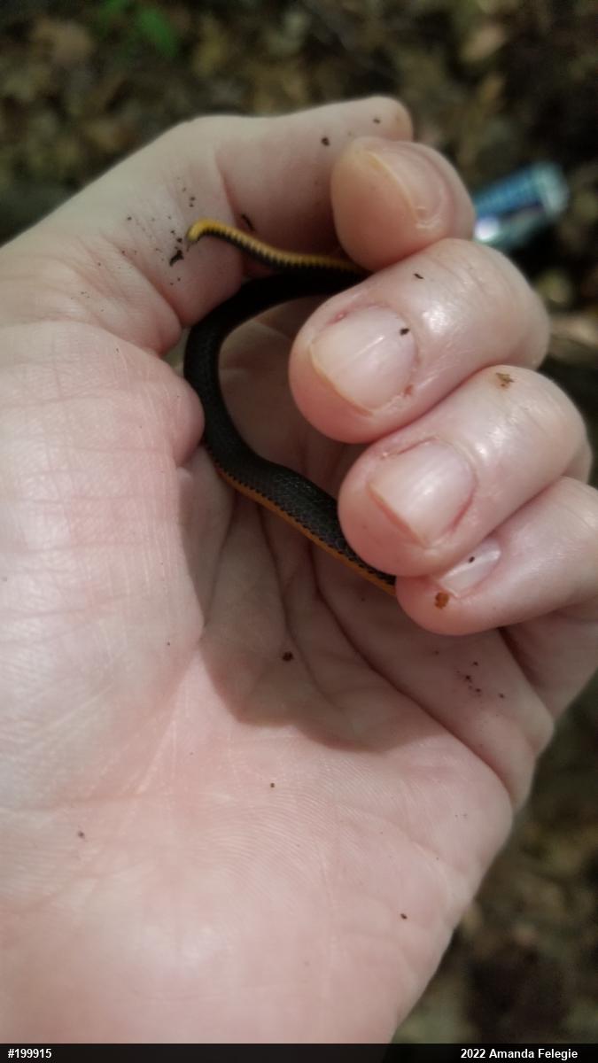 Northern Ring-necked Snake