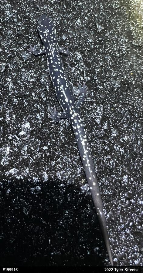 Northern Slimy Salamander