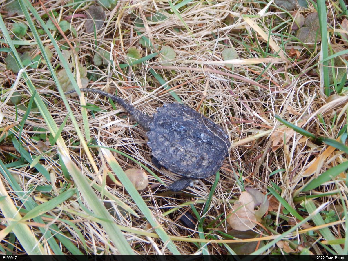 Snapping Turtle