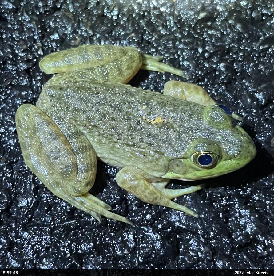 American Bullfrog