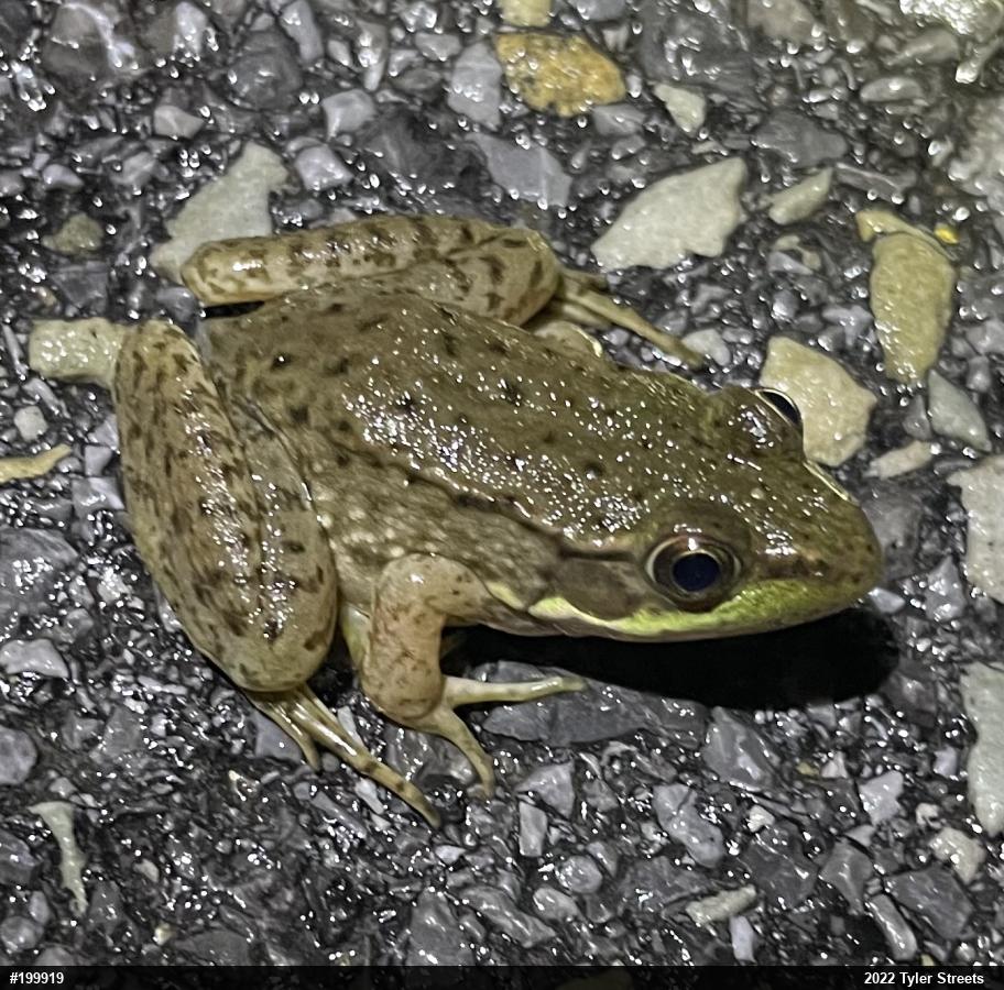 Green Frog