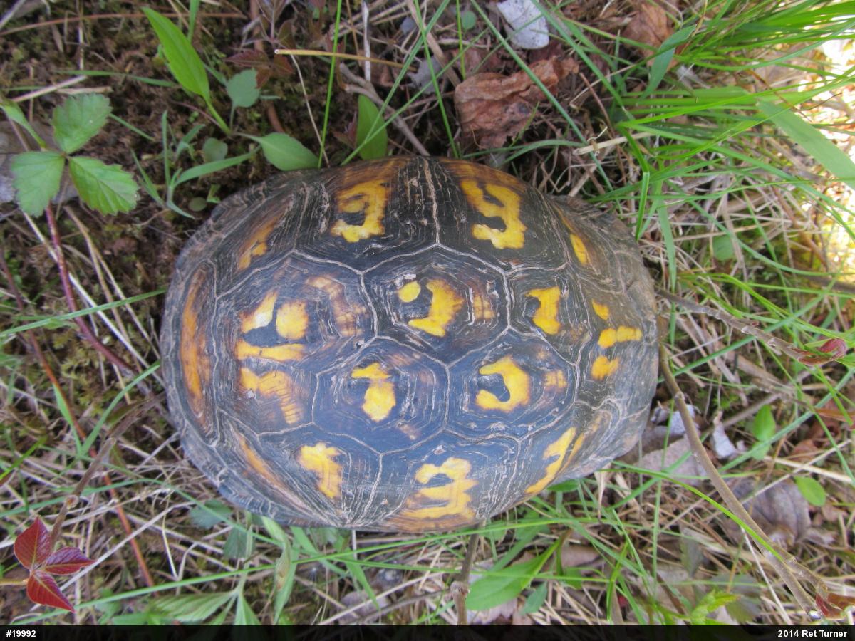 Eastern Box Turtle