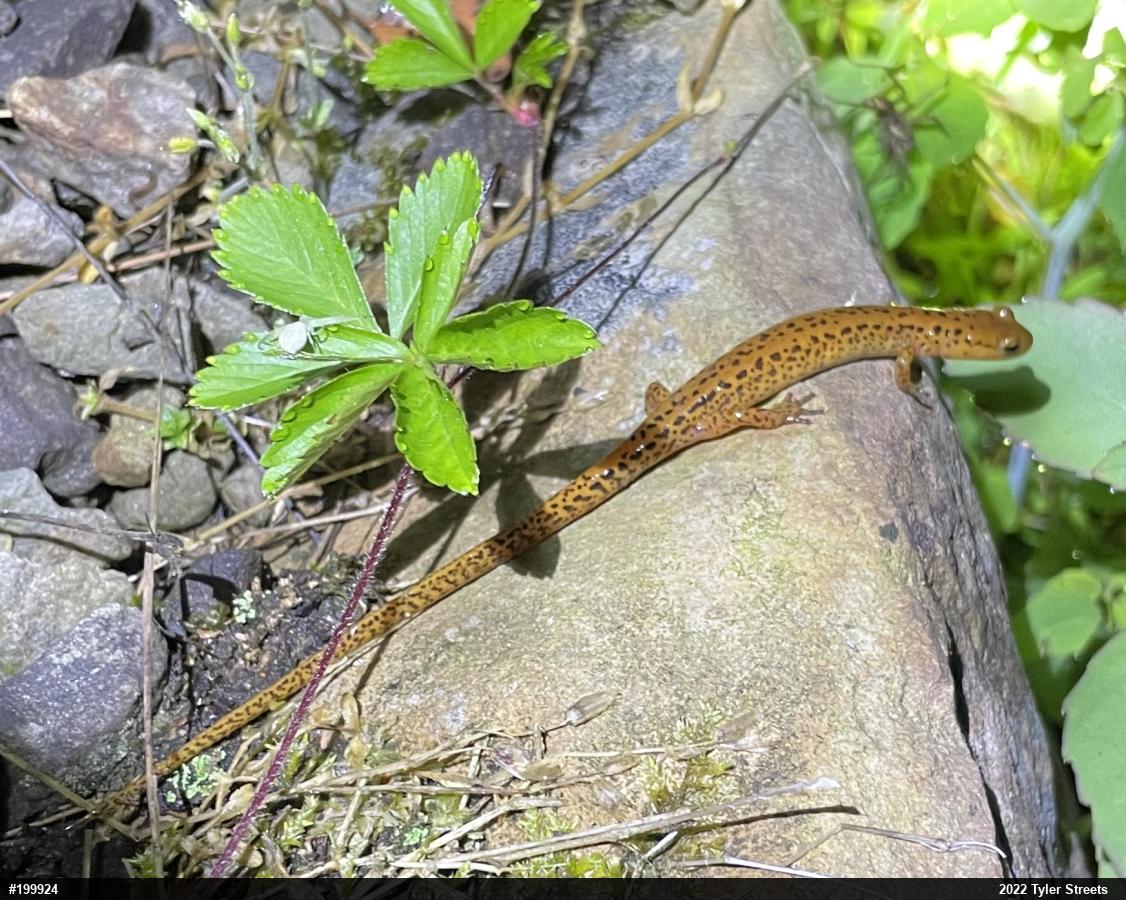 Eastern Long-tailed Salamander