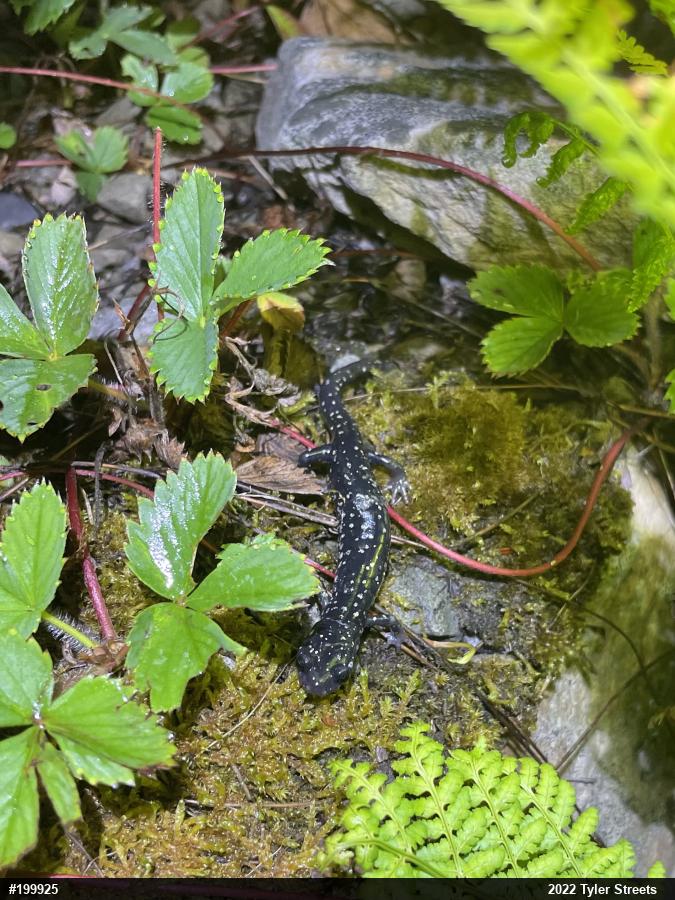 Northern Slimy Salamander