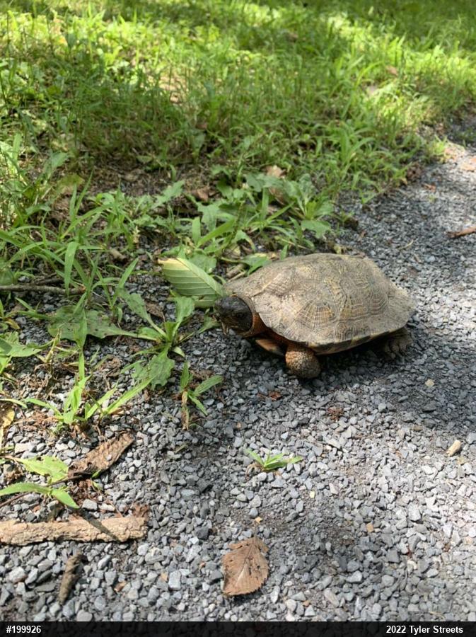 Wood Turtle