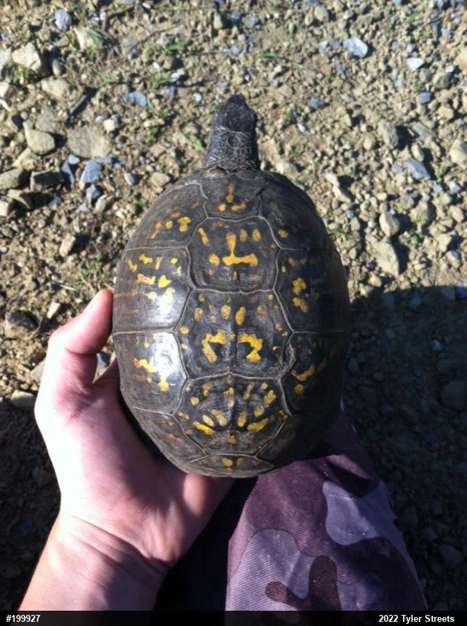Eastern Box Turtle