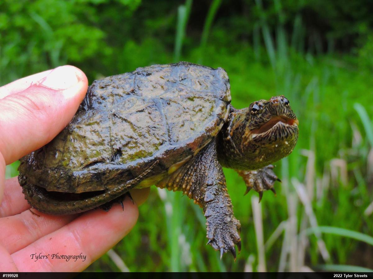 Snapping Turtle