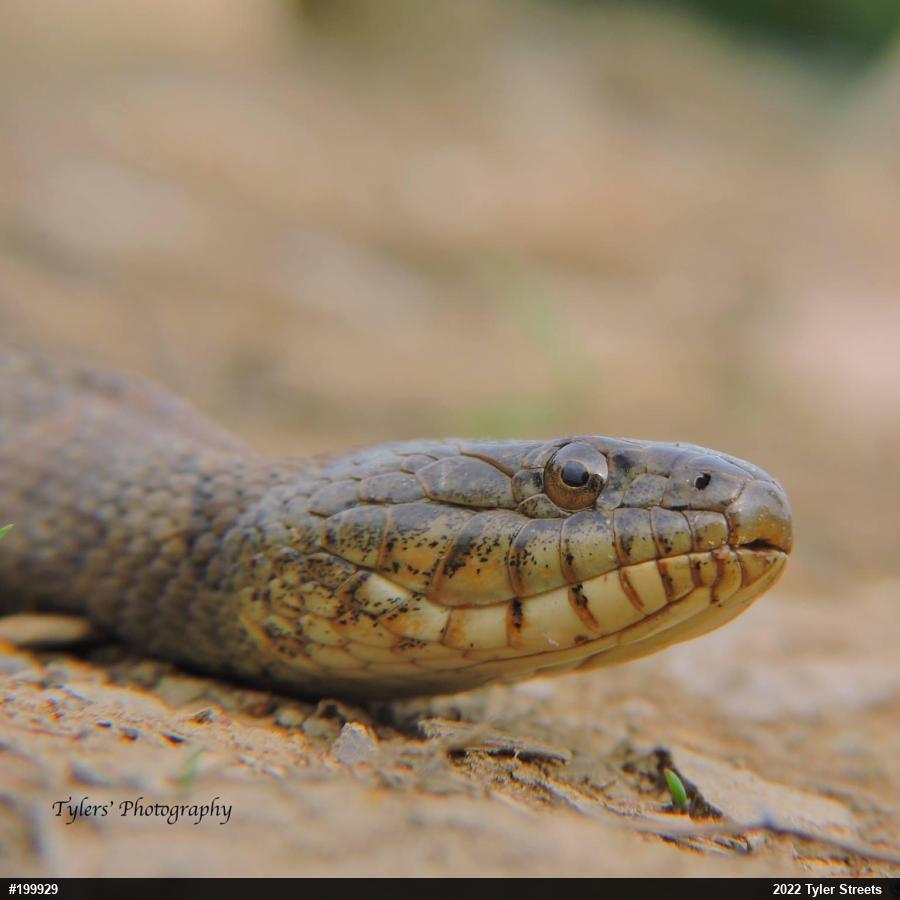 Northern Watersnake