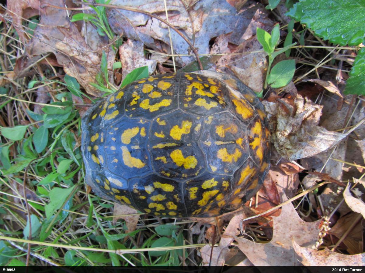 Eastern Box Turtle
