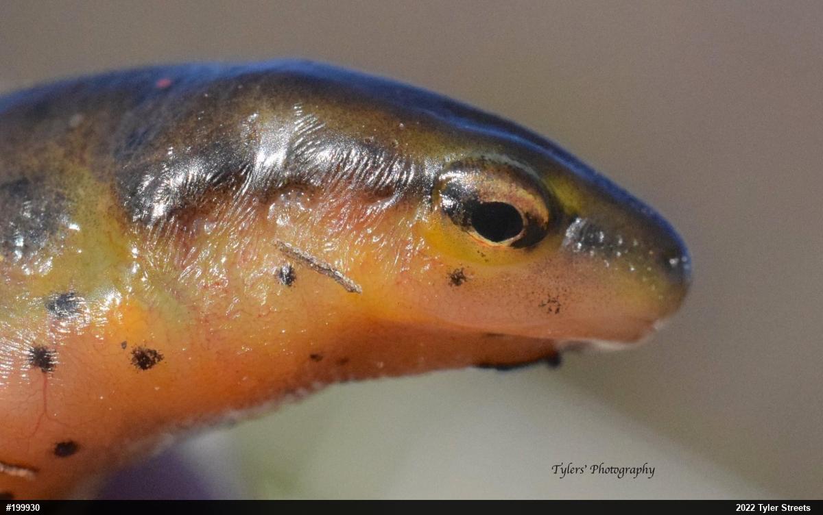 Red-spotted Newt