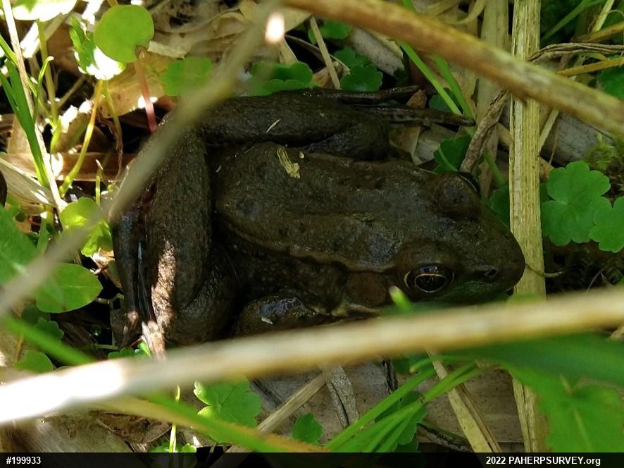 Green Frog