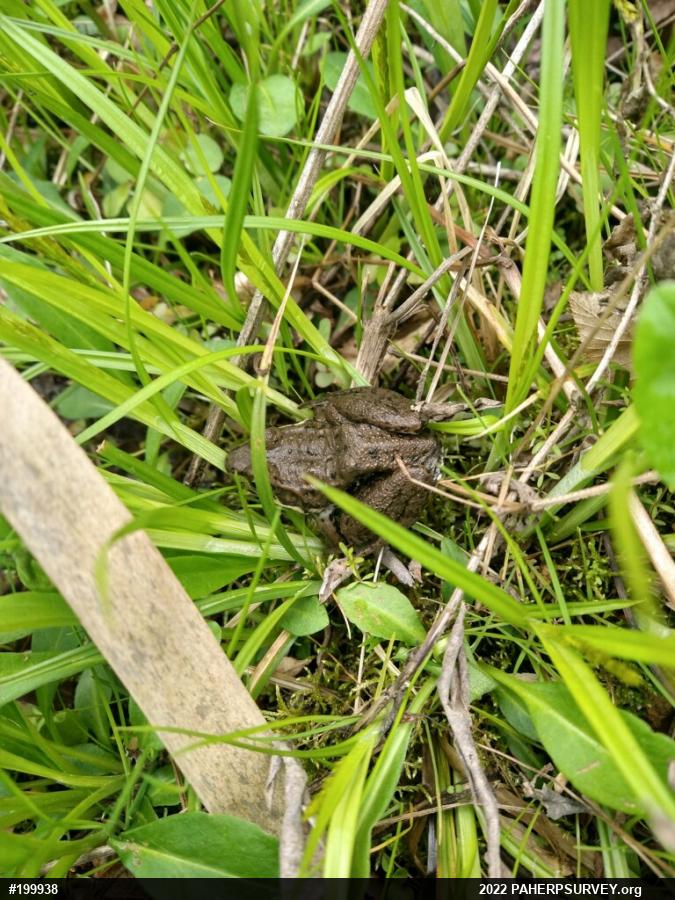 Green Frog