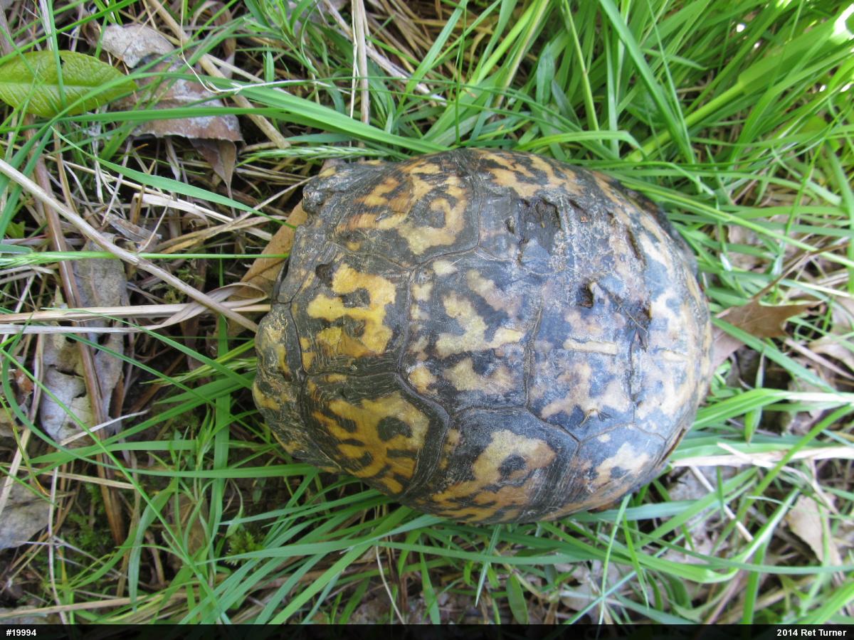 Eastern Box Turtle