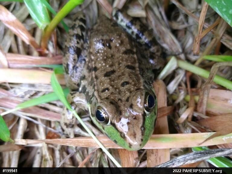Green Frog