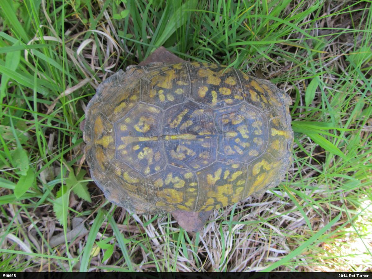 Eastern Box Turtle