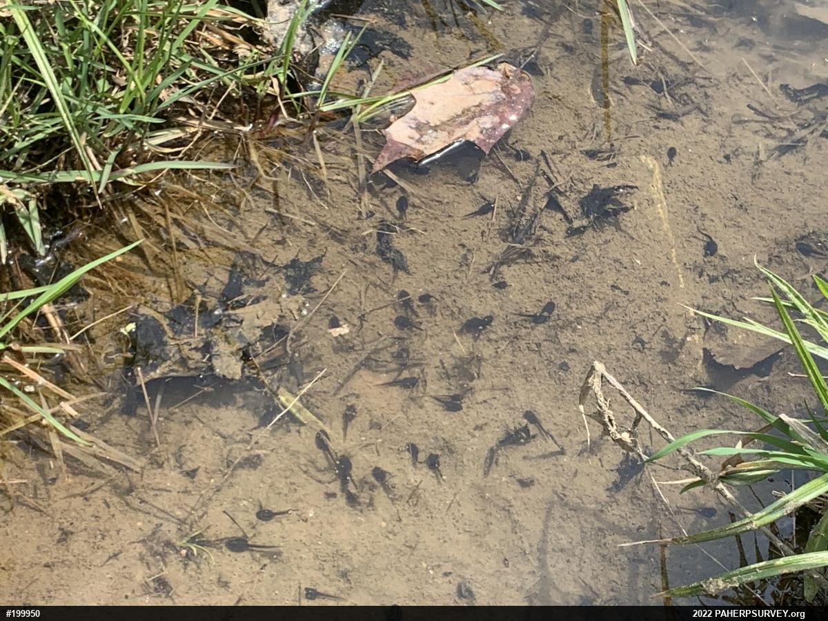 Eastern American Toad