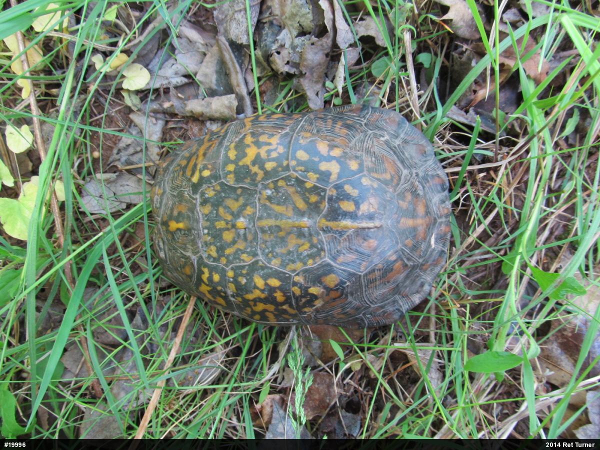 Eastern Box Turtle