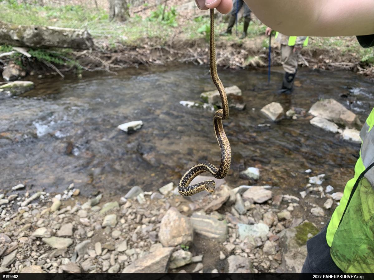Eastern Gartersnake