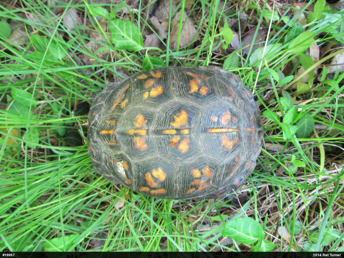 Eastern Box Turtle