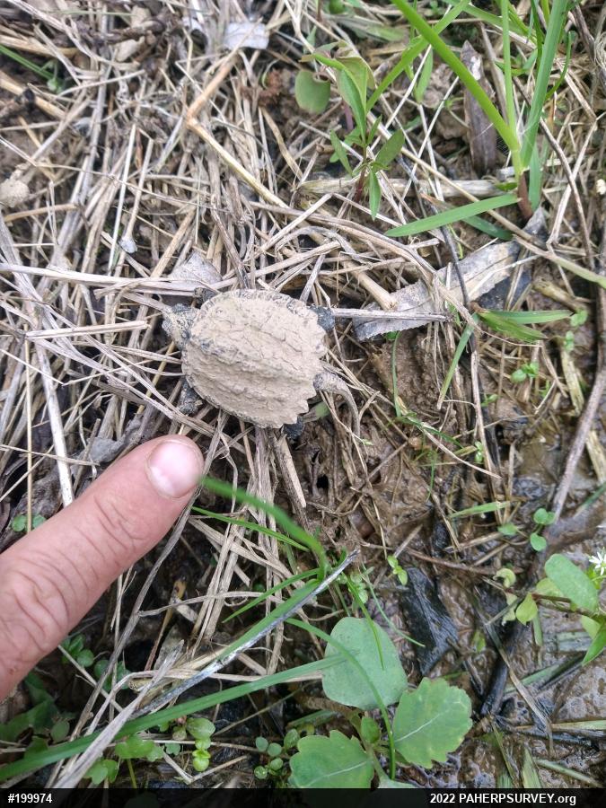 Snapping Turtle