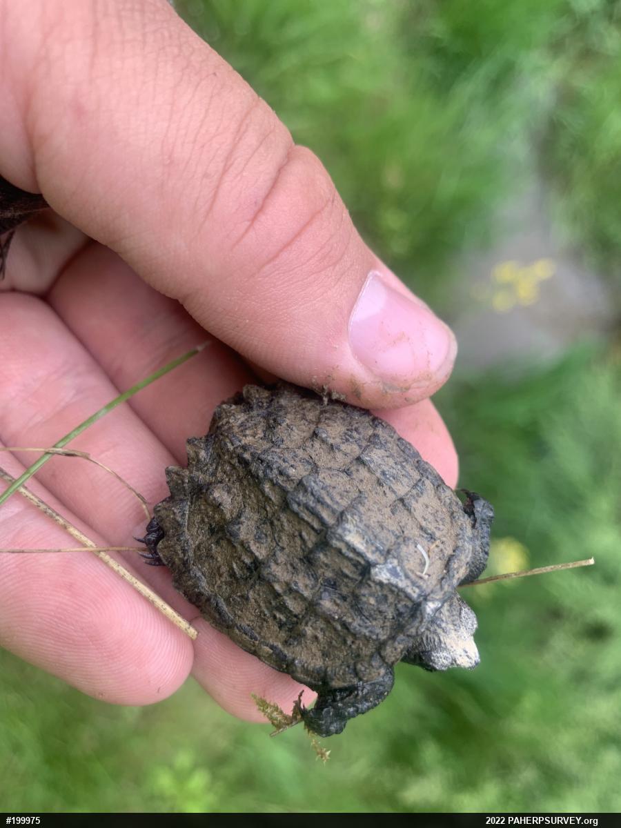 Snapping Turtle