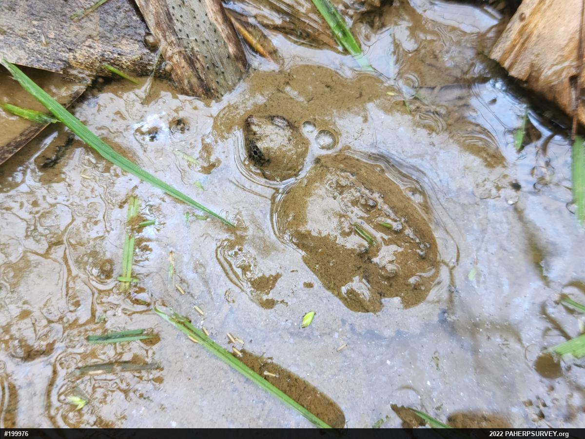 Snapping Turtle