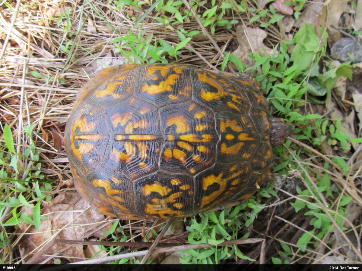 Eastern Box Turtle