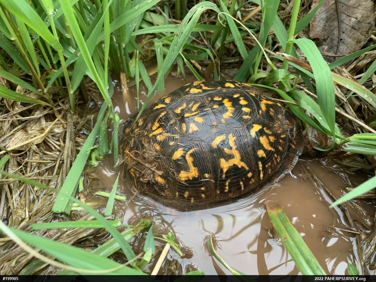 Eastern Box Turtle