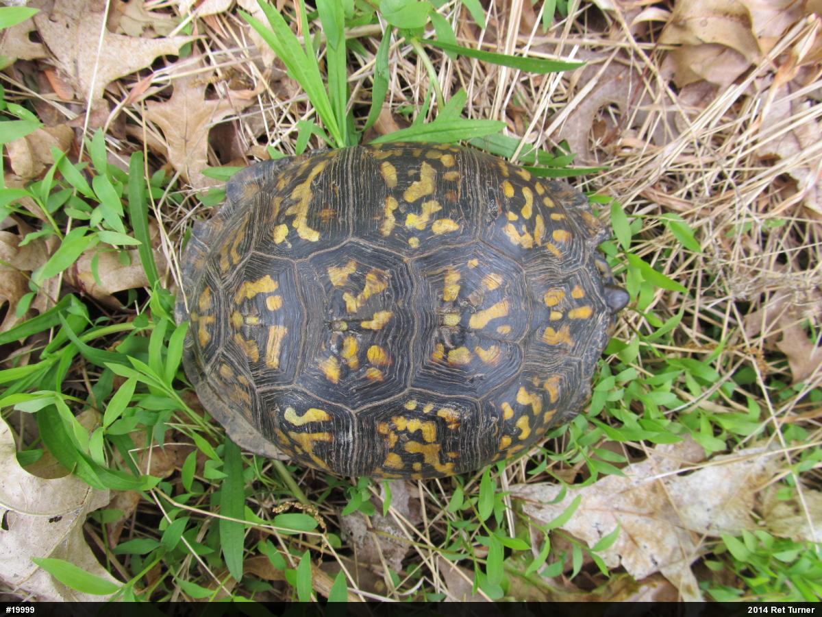 Eastern Box Turtle