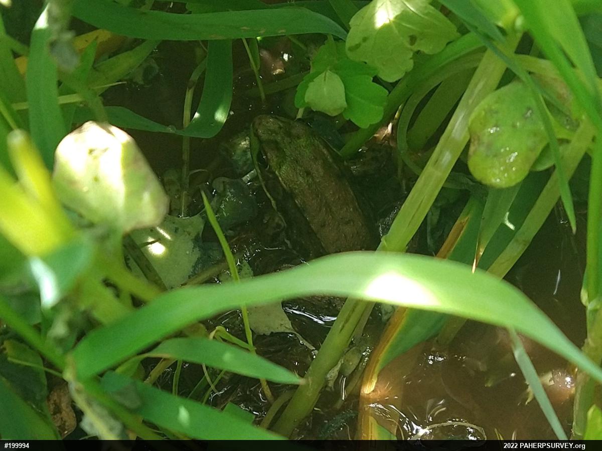 Green Frog