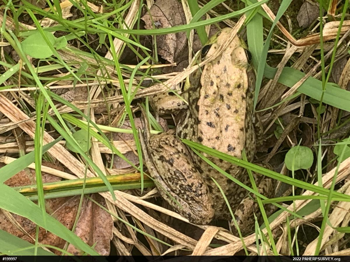 Green Frog