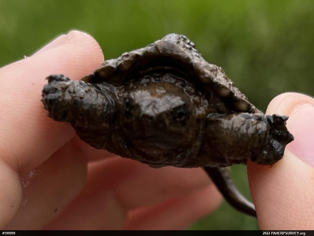 Snapping Turtle