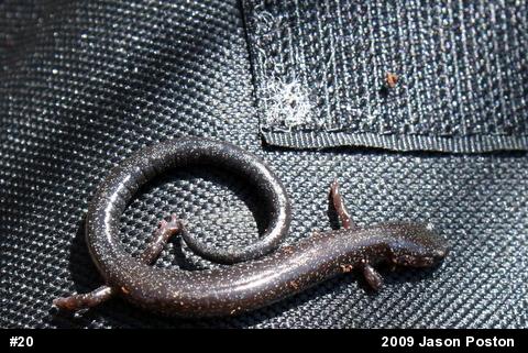 Woodland Salamanders