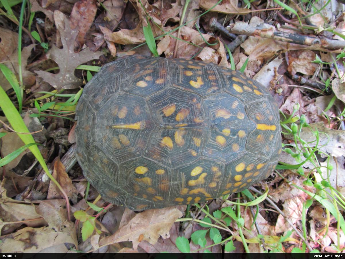 Eastern Box Turtle
