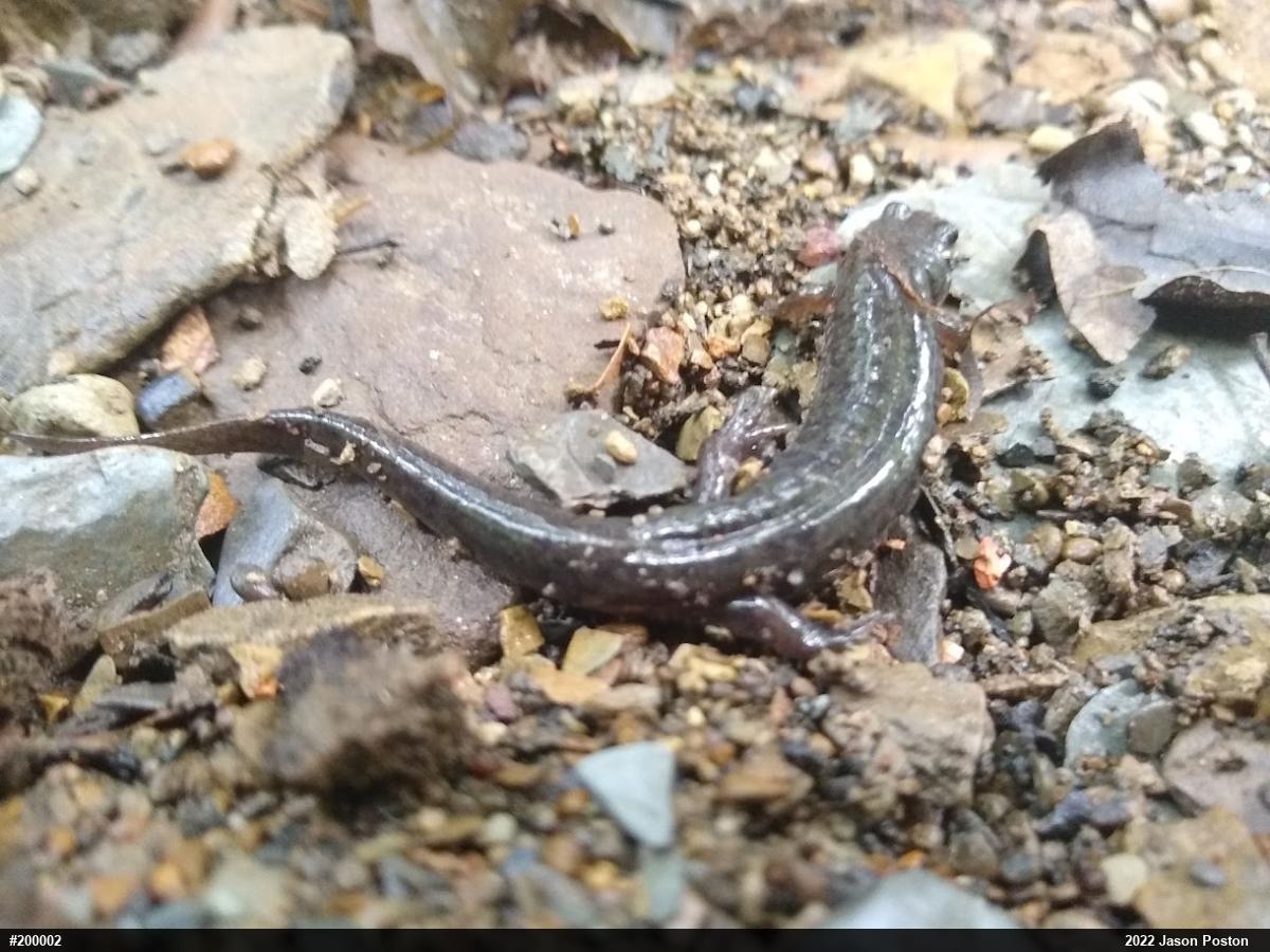 Northern Dusky Salamander