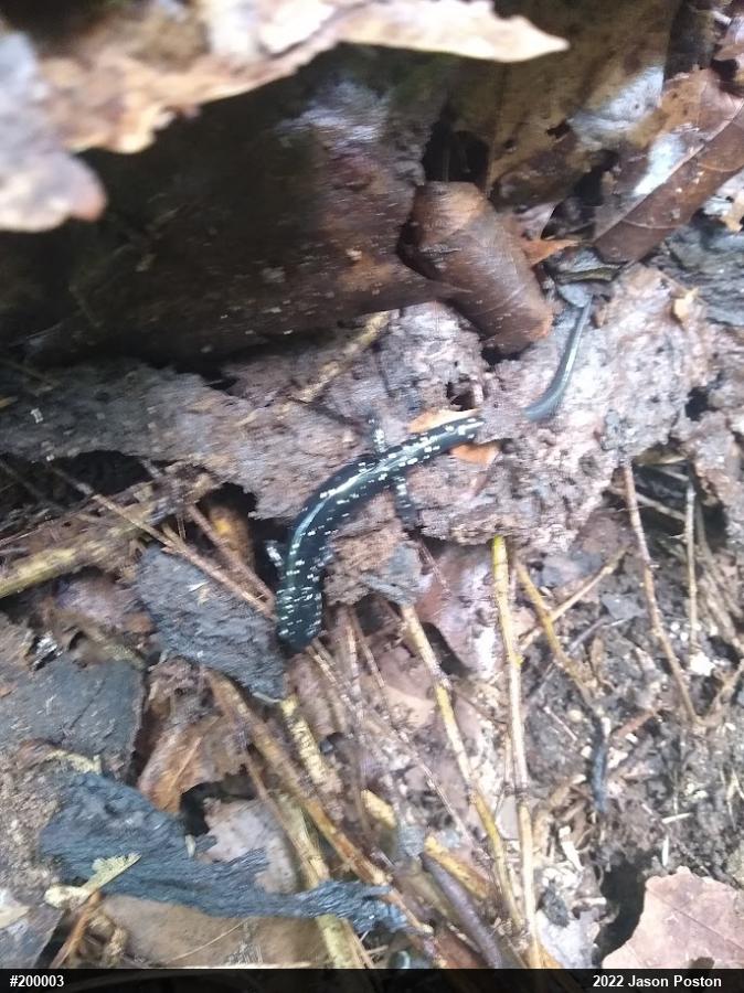 Northern Slimy Salamander