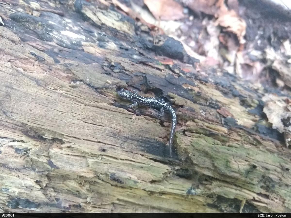 Northern Slimy Salamander