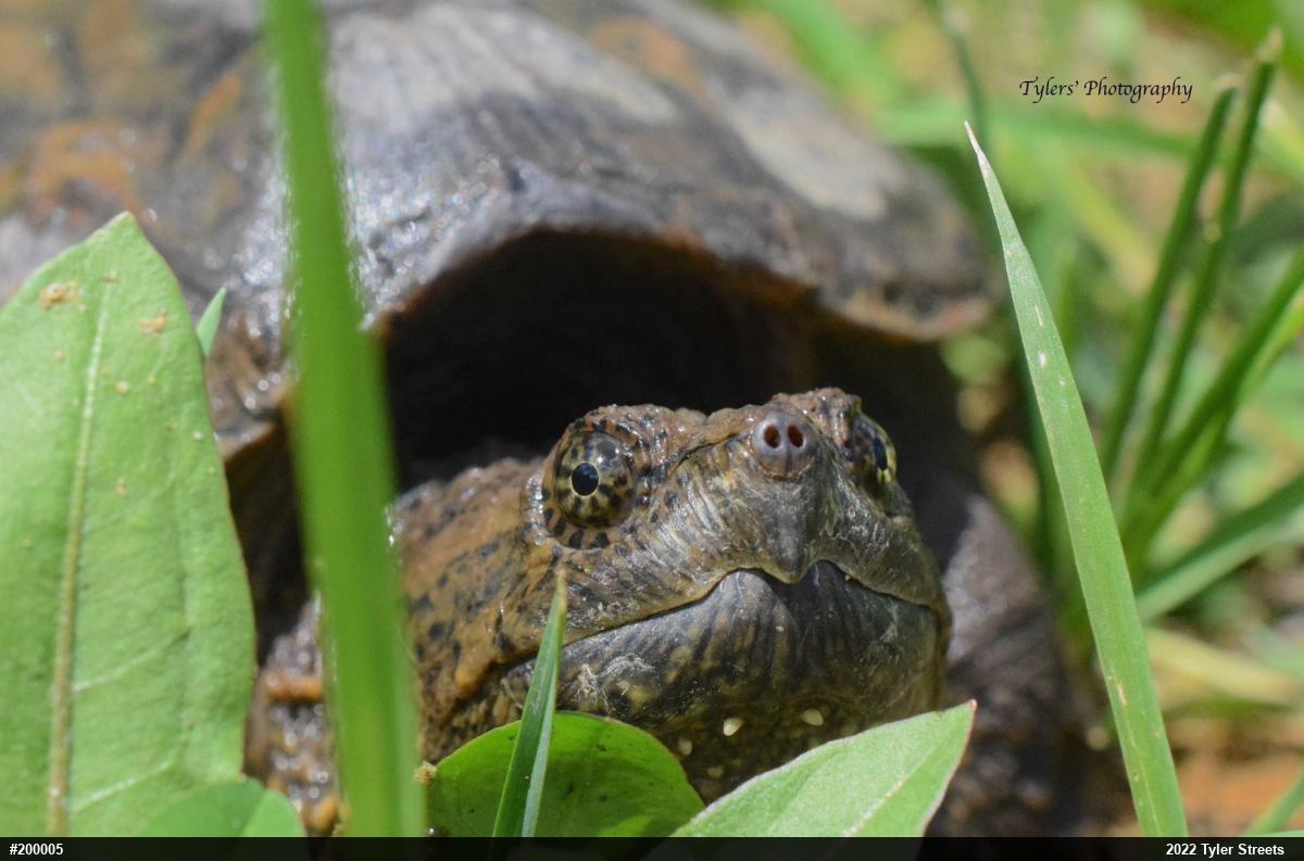 Snapping Turtle