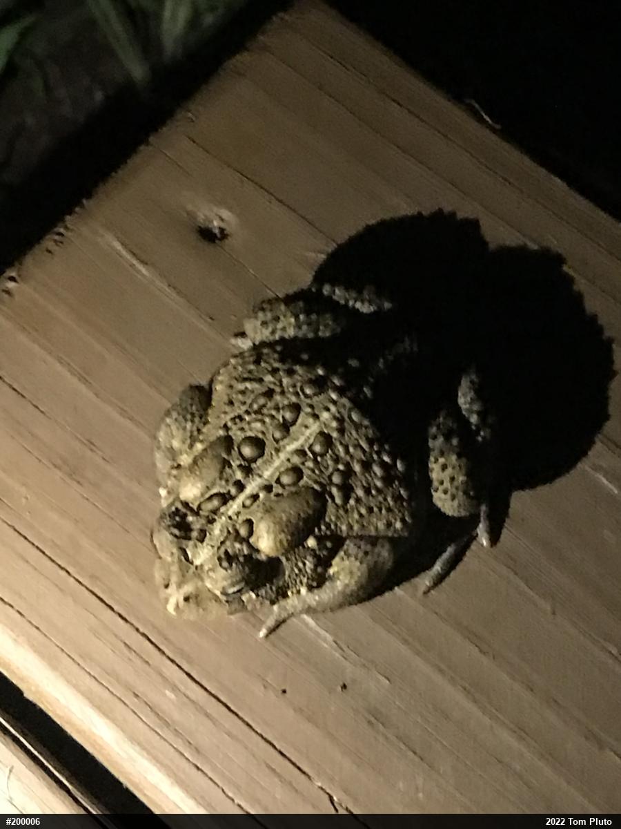 Eastern American Toad