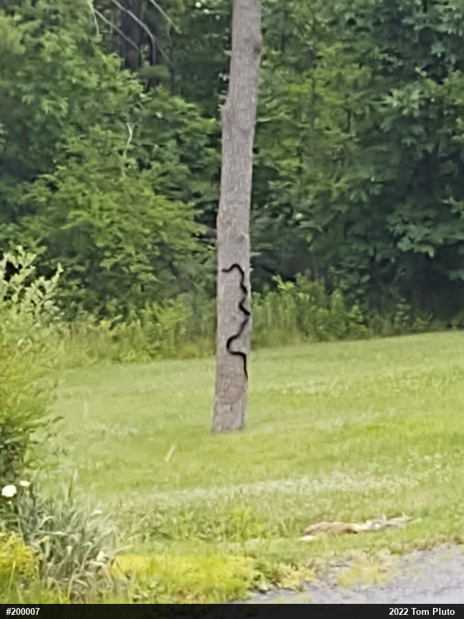 Eastern Ratsnake