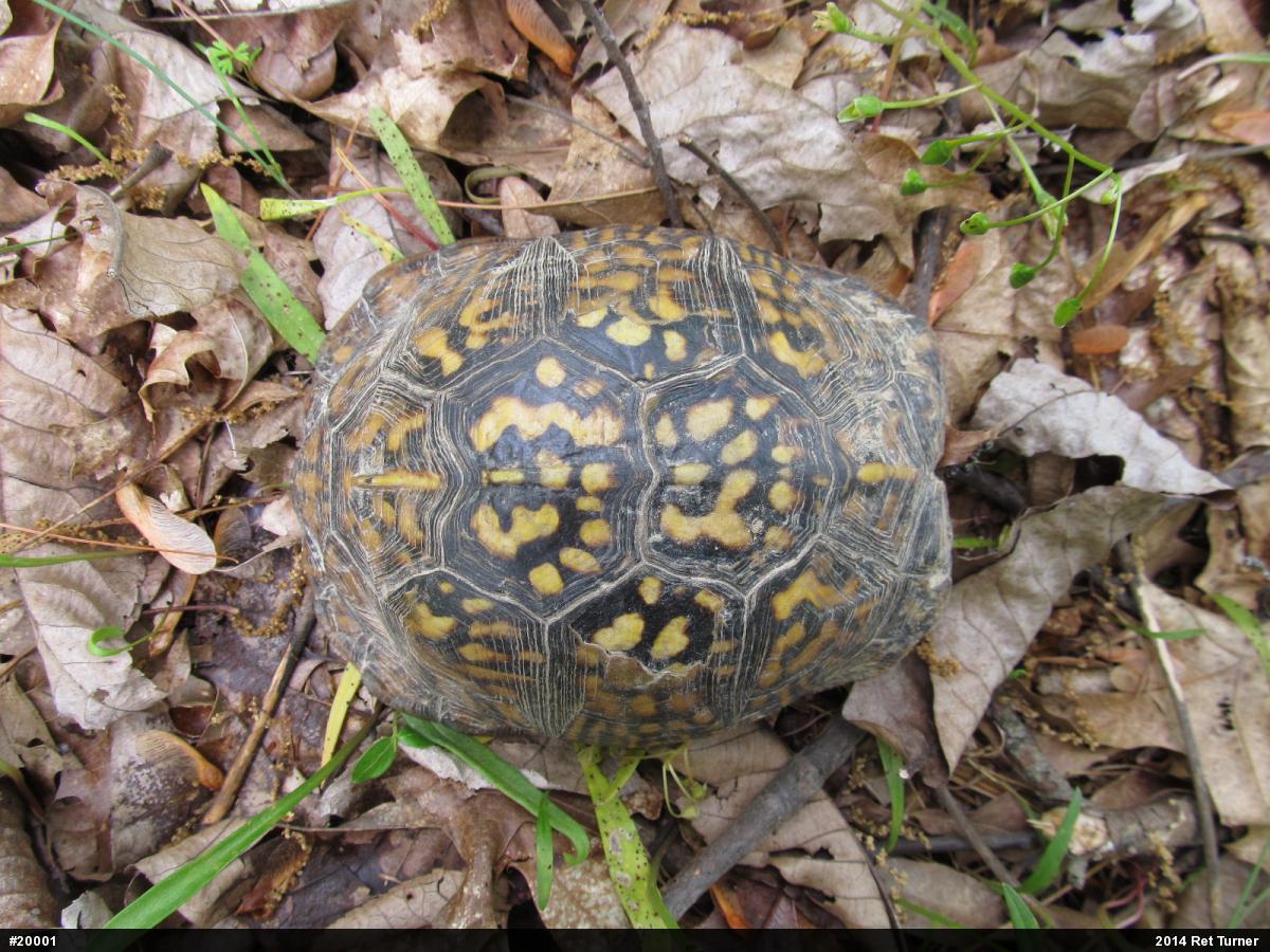 Eastern Box Turtle