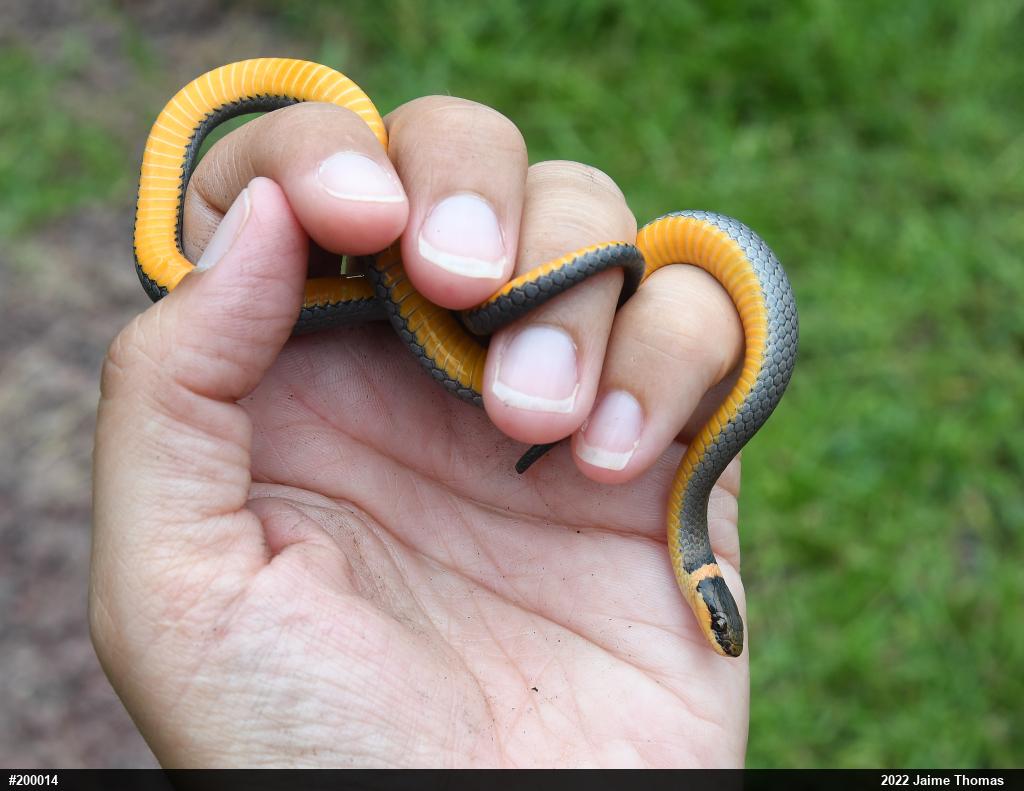 Northern Ring-necked Snake