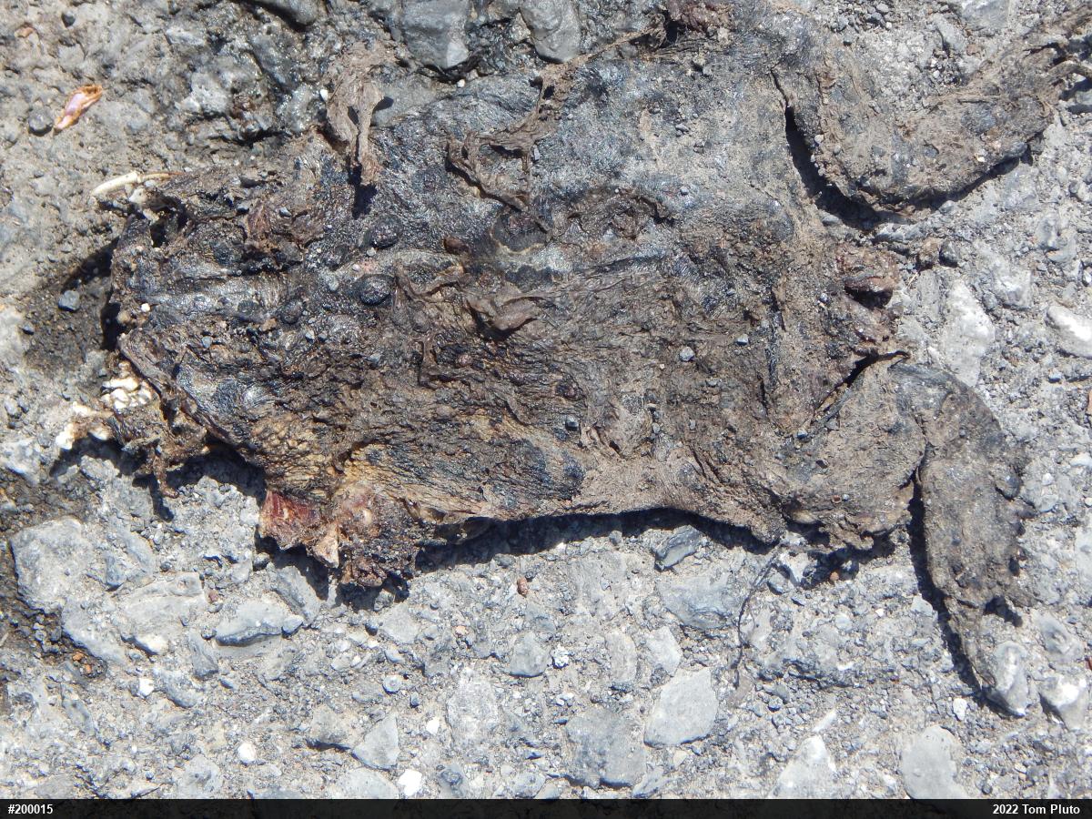Eastern American Toad