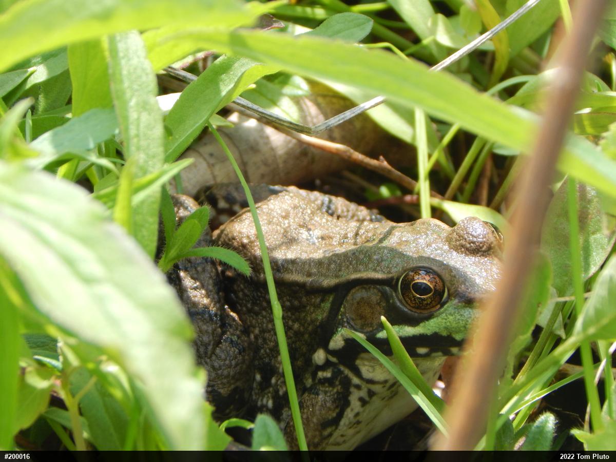 Green Frog