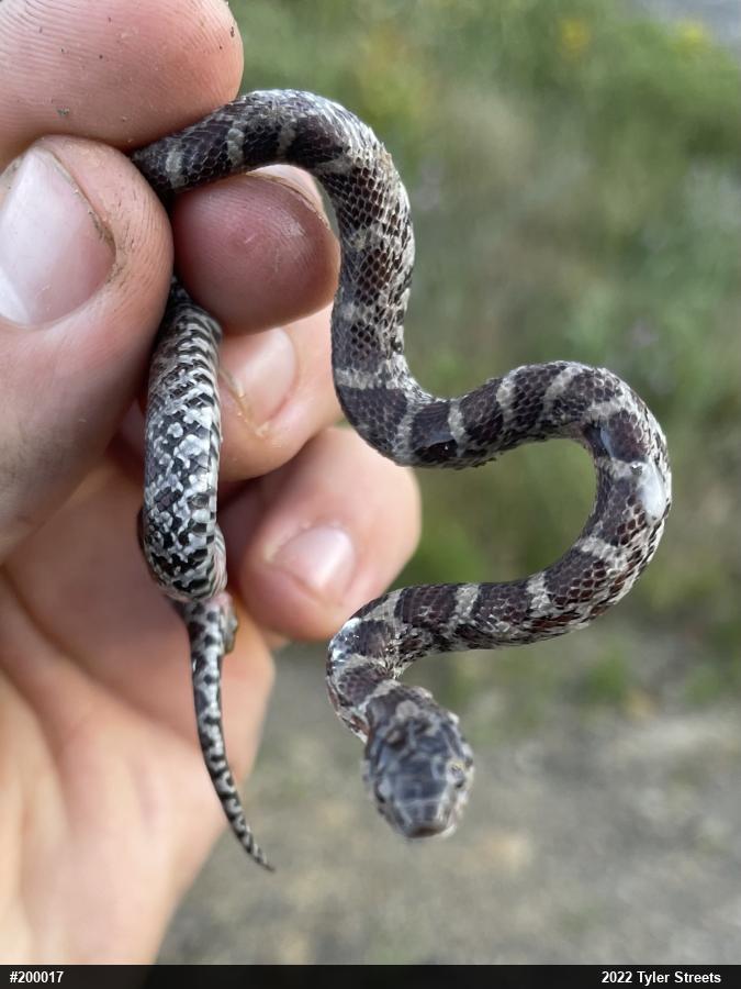 Eastern Milksnake
