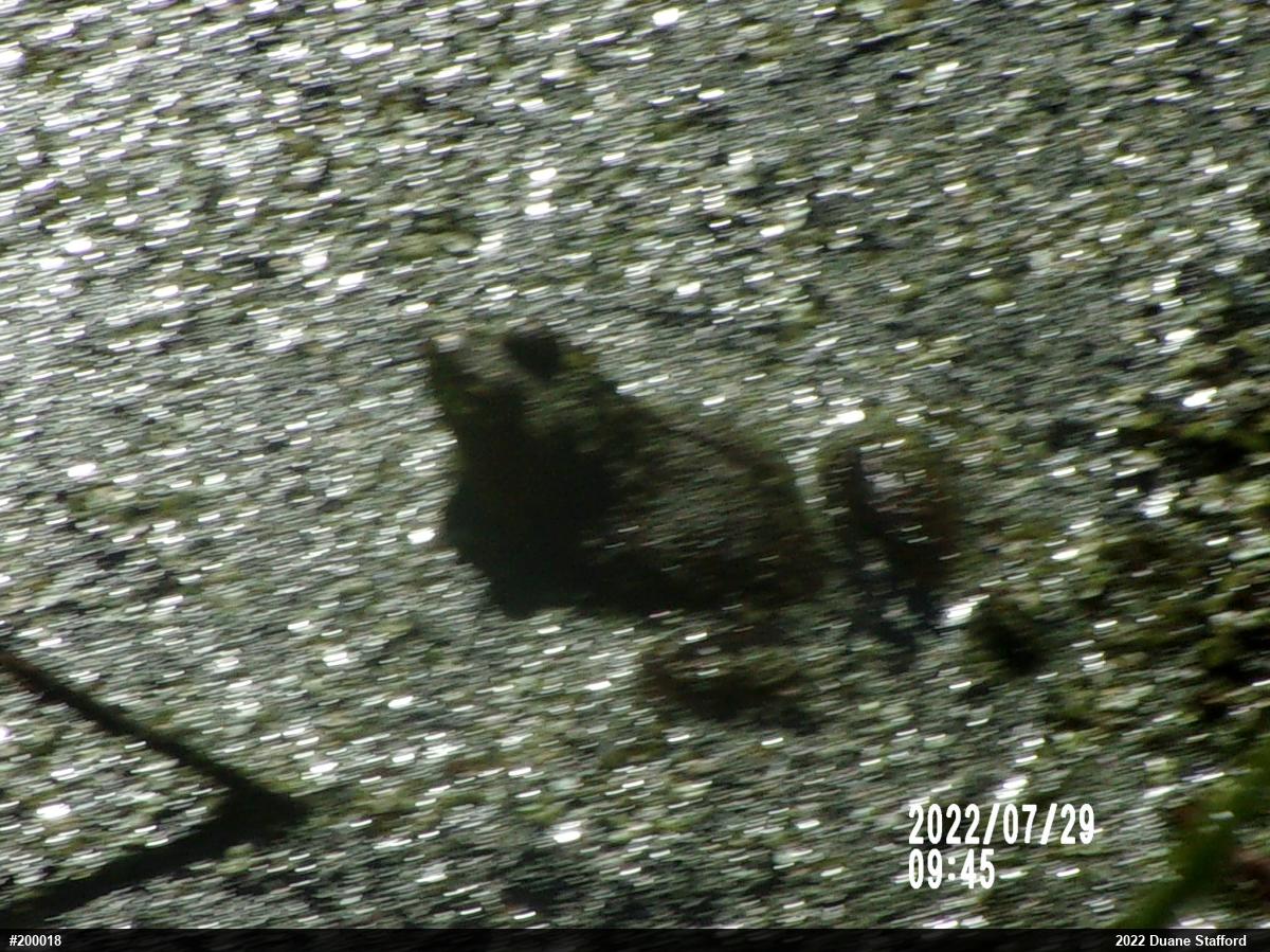 True Frogs