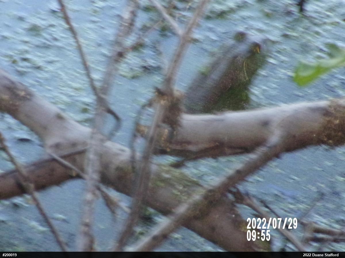 American Bullfrog
